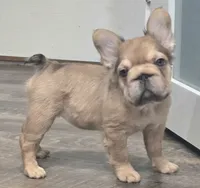💛🧡Ginger🧡💛, a female French Bulldog for sale in Pasadena, TX – 5 of 10