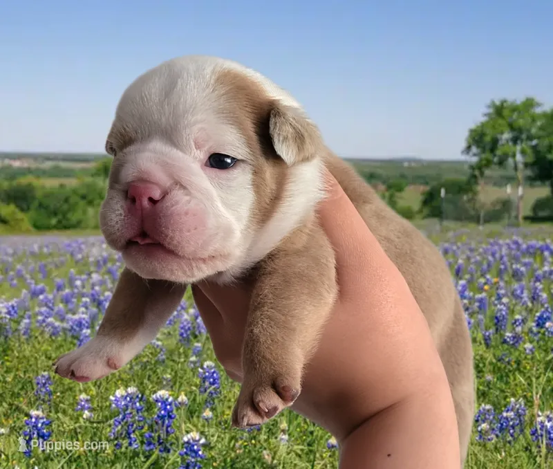 🌙🩵Moonpie🩵🌙 – English Bulldog puppy for sale in Pasadena, TX