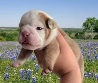 🌙🩵Moonpie🩵🌙, a male English Bulldog for sale in Pasadena, TX – 1 of 7