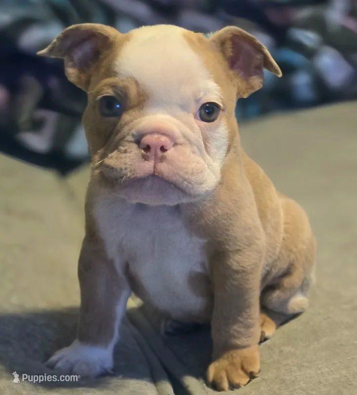 🌙🩵Moonpie🩵🌙 – English Bulldog puppy for sale in Pasadena, TX