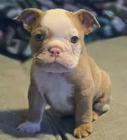 🌙🩵Moonpie🩵🌙, a male English Bulldog for sale in Pasadena, TX – 2 of 7
