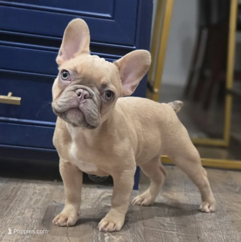 💛🍯Blondie🍯💛 – French Bulldog puppy for sale in Pasadena, TX