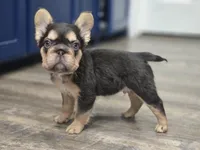 🤎🍫Kadafi🍫🤎, a male French Bulldog for sale in Pasadena, TX – 4 of 8
