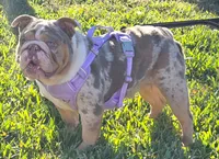 🌙🩵Moonpie🩵🌙, a male English Bulldog for sale in Pasadena, TX – 8 of 10