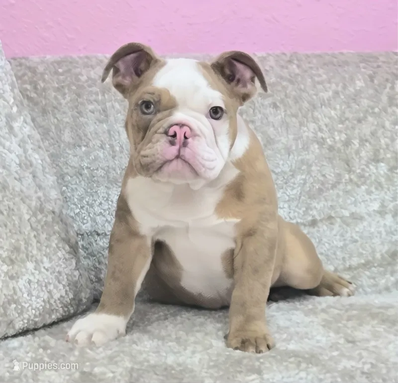 🌙🩵Moonpie🩵🌙 – English Bulldog puppy for sale in Pasadena, TX