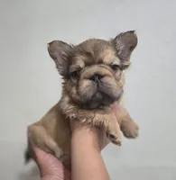Ginger, a female French Bulldog for sale in Pasadena, TX – 2 of 4