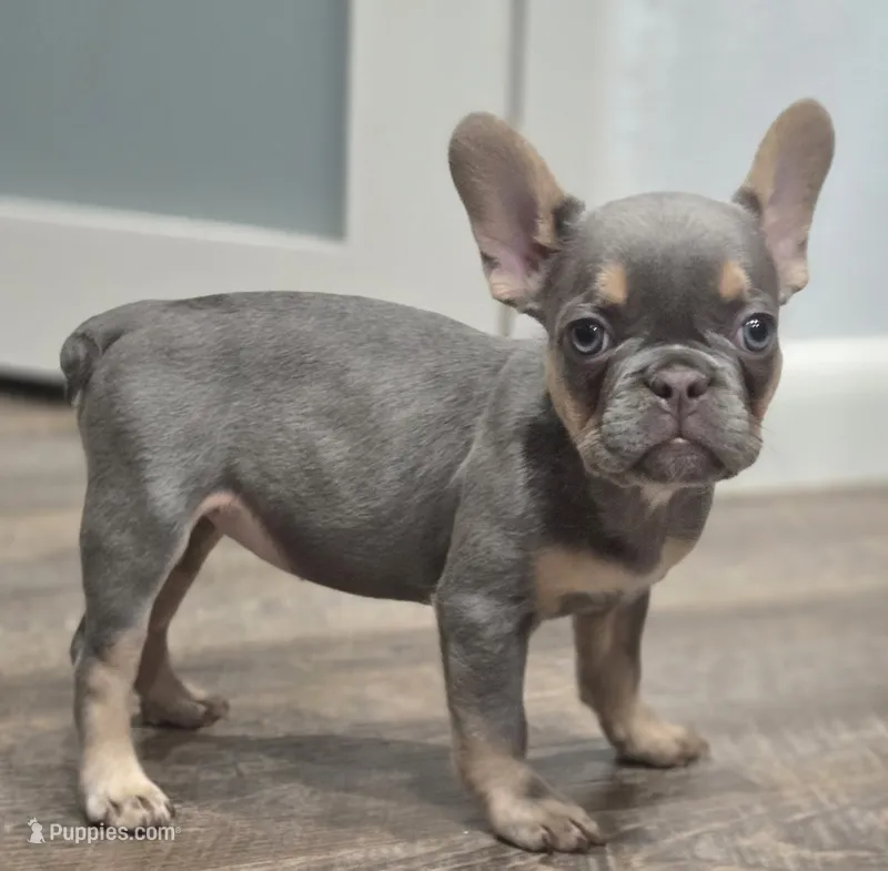 🩶🎂Shortcake🎂🩶 – French Bulldog puppy on hold in Pasadena, TX