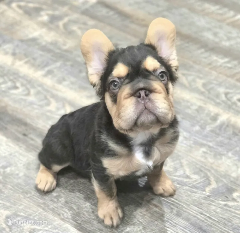 🤎🍫Kadafi🍫🤎 – French Bulldog puppy for sale in Pasadena, TX