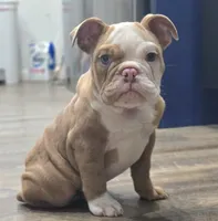 🌙🩵Moonpie🩵🌙, a male English Bulldog for sale in Pasadena, TX – 3 of 10