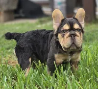 🤎🍫Kadafi🍫🤎, a male French Bulldog for sale in Pasadena, TX – 3 of 10