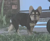 🤎🍫Kadafi🍫🤎, a male French Bulldog for sale in Pasadena, TX – 4 of 10