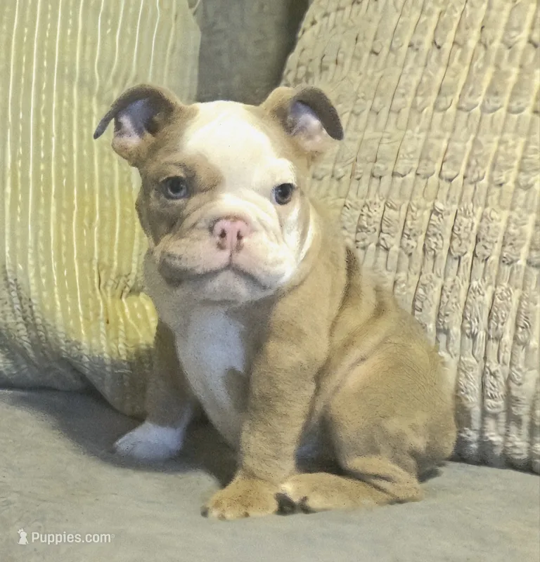 🌙🩵Moonpie🩵🌙 – English Bulldog puppy for sale in Pasadena, TX
