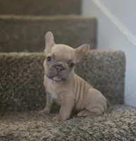 Blondie, a female French Bulldog for sale in Pasadena, TX – 3 of 6
