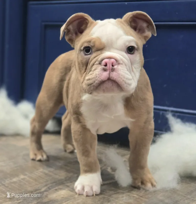 🌙🩵Moonpie🩵🌙 – English Bulldog puppy for sale in Pasadena, TX