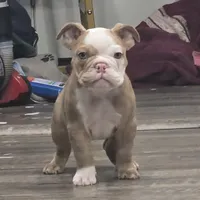 🌙🩵Moonpie🩵🌙, a male English Bulldog for sale in Pasadena, TX – 5 of 10