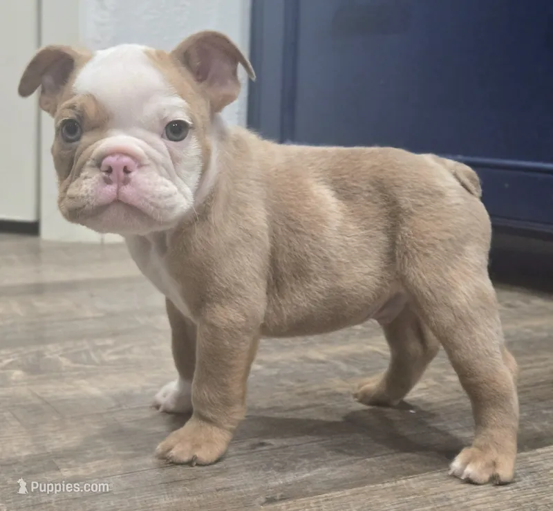 🌙🩵Moonpie🩵🌙 – English Bulldog puppy for sale in Pasadena, TX