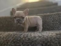 Blondie, a female French Bulldog for sale in Pasadena, TX – 6 of 6