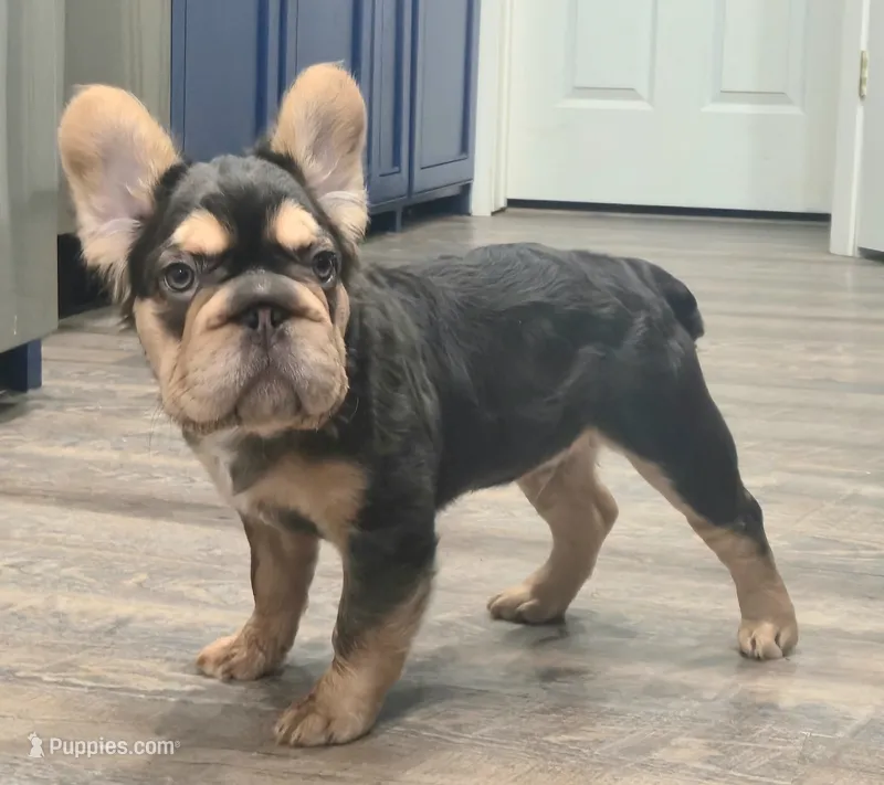 🤎🍫Kadafi🍫🤎 – French Bulldog puppy for sale in Pasadena, TX