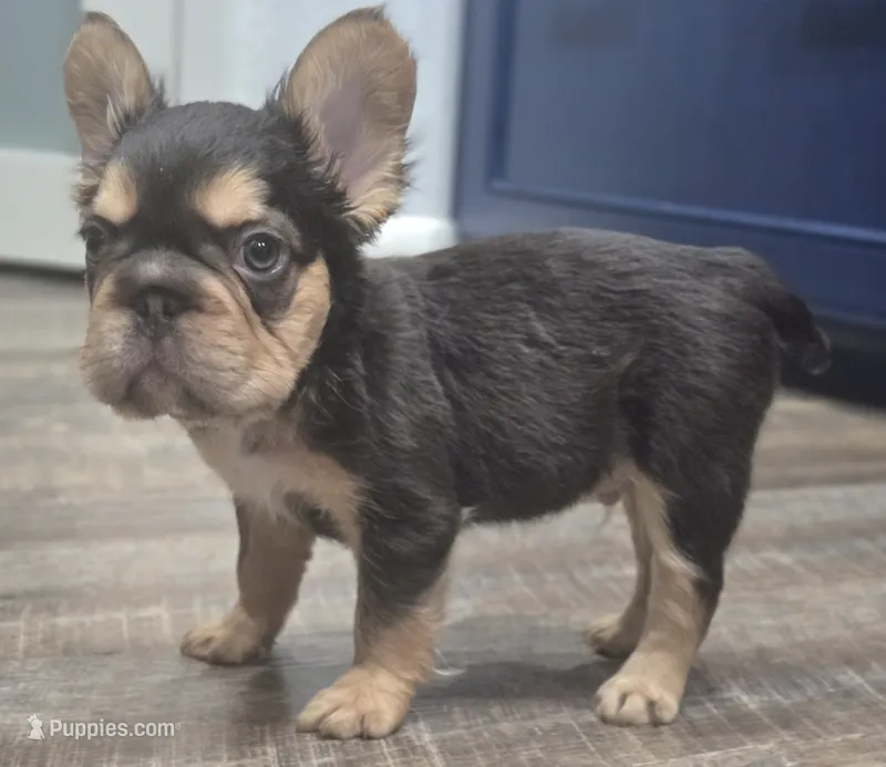 🤎🍫Kadafi🍫🤎 – French Bulldog puppy for sale in Pasadena, TX