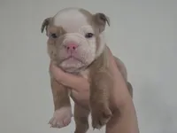 🌙🩵Moonpie🩵🌙, a male English Bulldog for sale in Pasadena, TX – 5 of 7