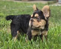 🤎🍫Kadafi🍫🤎, a male French Bulldog for sale in Pasadena, TX – 2 of 10