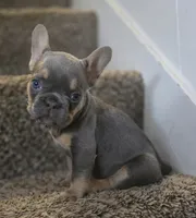 Shortcake, a female French Bulldog for sale in Pasadena, TX – 4 of 5
