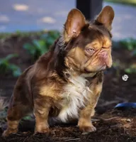 💛🍯Blondie🍯💛, a female French Bulldog for sale in Pasadena, TX – 7 of 8