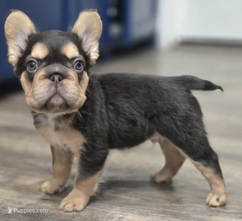 🤎🍫Kadafi🍫🤎 – French Bulldog puppy for sale in Pasadena, TX
