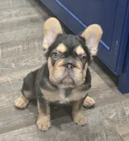 🤎🍫Kadafi🍫🤎, a male French Bulldog for sale in Pasadena, TX – 1 of 8