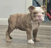 🌙🩵Moonpie🩵🌙, a male English Bulldog for sale in Pasadena, TX – 4 of 10