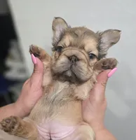 Ginger, a female French Bulldog for sale in Pasadena, TX – 4 of 4