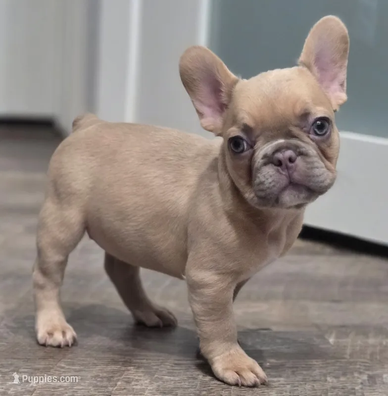 💛🍯Blondie🍯💛 – French Bulldog puppy for sale in Pasadena, TX