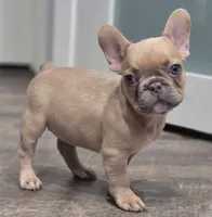 💛🍯Blondie🍯💛, a female French Bulldog for sale in Pasadena, TX – 6 of 8