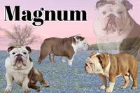 🌙🩵Moonpie🩵🌙, a male English Bulldog for sale in Pasadena, TX – 7 of 7