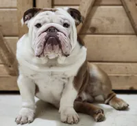 🌙🩵Moonpie🩵🌙, a male English Bulldog for sale in Pasadena, TX – 9 of 10