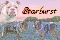 🌙🩵Moonpie🩵🌙, a male English Bulldog for sale in Pasadena, TX – 6 of 7
