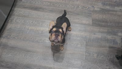 🤎🍫Kadafi🍫🤎, a male French Bulldog for sale in Pasadena, TX – 8 of 8