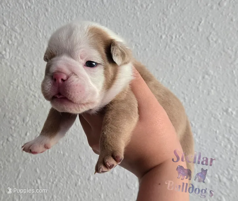 🌙🩵Moonpie🩵🌙 – English Bulldog puppy for sale in Pasadena, TX