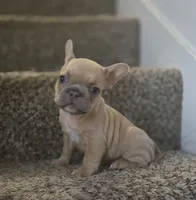 Blondie, a female French Bulldog for sale in Pasadena, TX – 2 of 6
