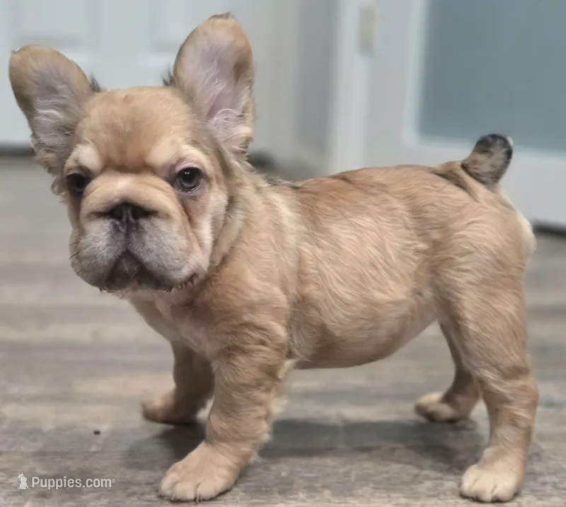 💛🧡Ginger🧡💛 – French Bulldog puppy for sale in Pasadena, TX