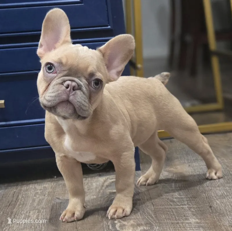 💛🍯Blondie🍯💛 – French Bulldog puppy for sale in Pasadena, TX