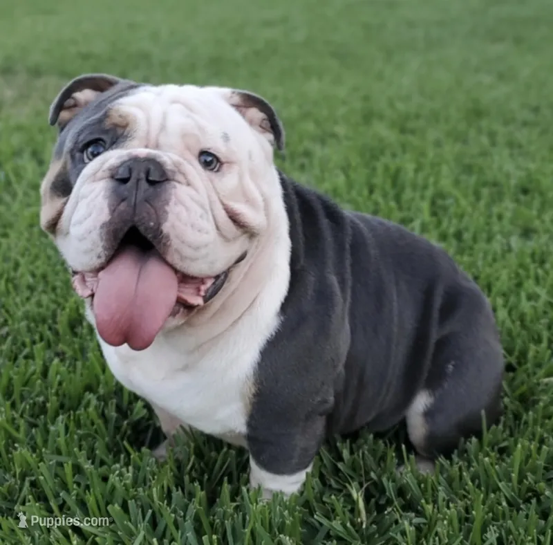 Bigboy  – English Bulldog puppy on hold in Pasadena, TX