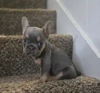 Shortcake, a female French Bulldog for sale in Pasadena, TX – 2 of 5