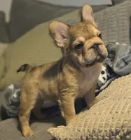 💛🧡Ginger🧡💛, a female French Bulldog for sale in Pasadena, TX – 2 of 10