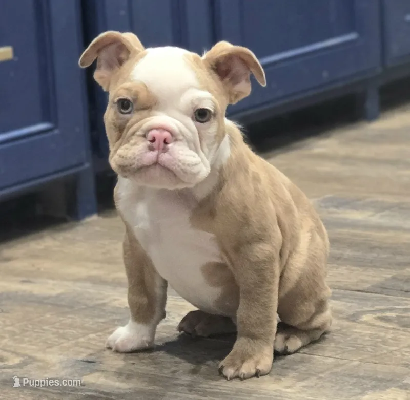 🌙🩵Moonpie🩵🌙 – English Bulldog puppy for sale in Pasadena, TX