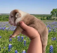 🌙🩵Moonpie🩵🌙, a male English Bulldog for sale in Pasadena, TX – 2 of 7