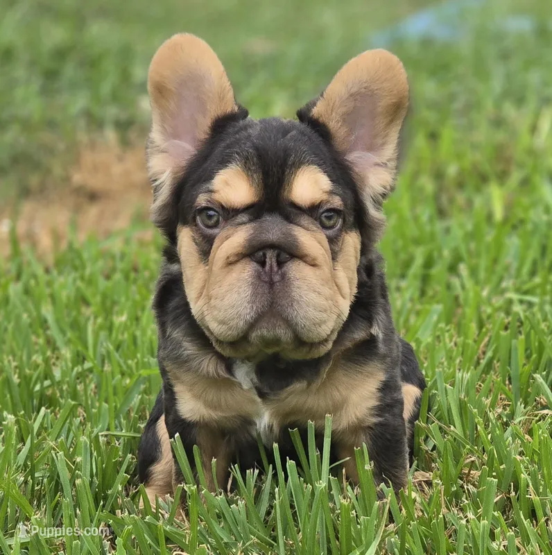 🤎🍫Kadafi🍫🤎 – French Bulldog puppy for sale in Pasadena, TX