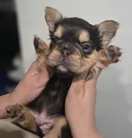 Kadafi, a male French Bulldog for sale in Pasadena, TX – 5 of 5