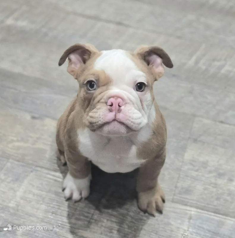 🌙🩵Moonpie🩵🌙 – English Bulldog puppy for sale in Pasadena, TX