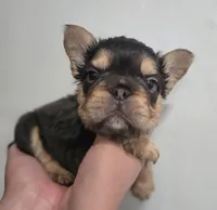 Kadafi, a male French Bulldog for sale in Pasadena, TX – 2 of 5